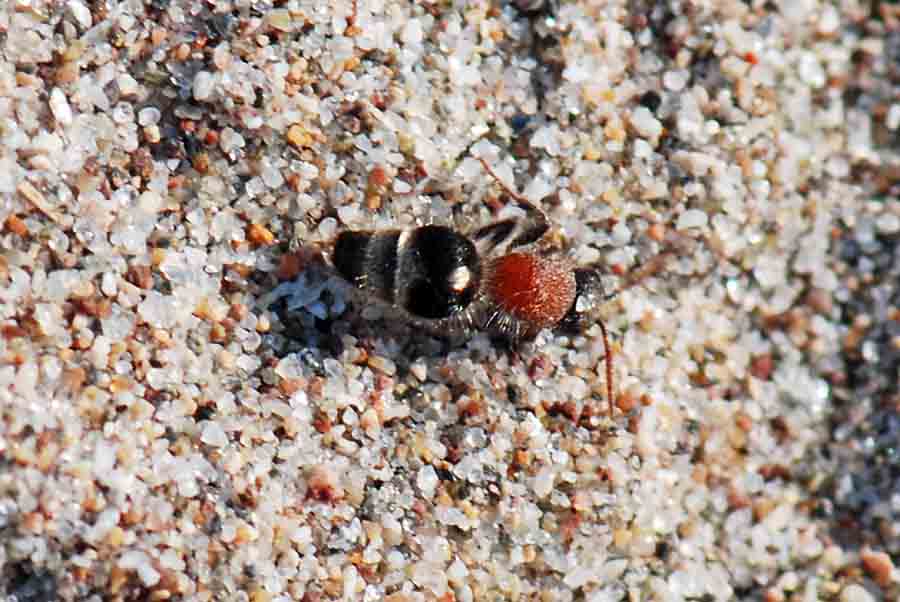 Mutillidae, Nemka viduata